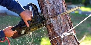 Best Fruit Tree Pruning  in Central City, IA