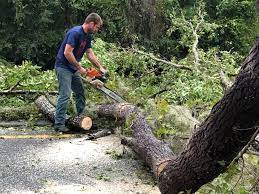 Best Tree Risk Assessment  in Central City, IA