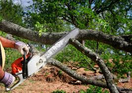 Best Tree Maintenance Programs  in Central City, IA