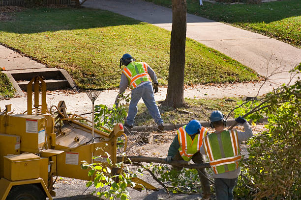 Best Tree Disease Treatment  in Central City, IA